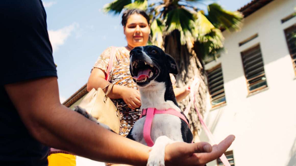 Quase 6 mil castrações gratuitas foram realizadas em 50 dias pelo Pet Ceará Móvel na Arena Castelão