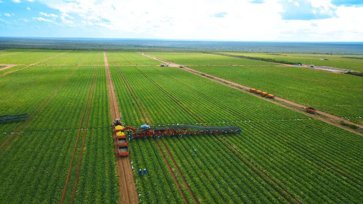 Empreendimento para produção de melão e melancia terá R$ 80 milhões em investimento e apoio do Governo do Ceará