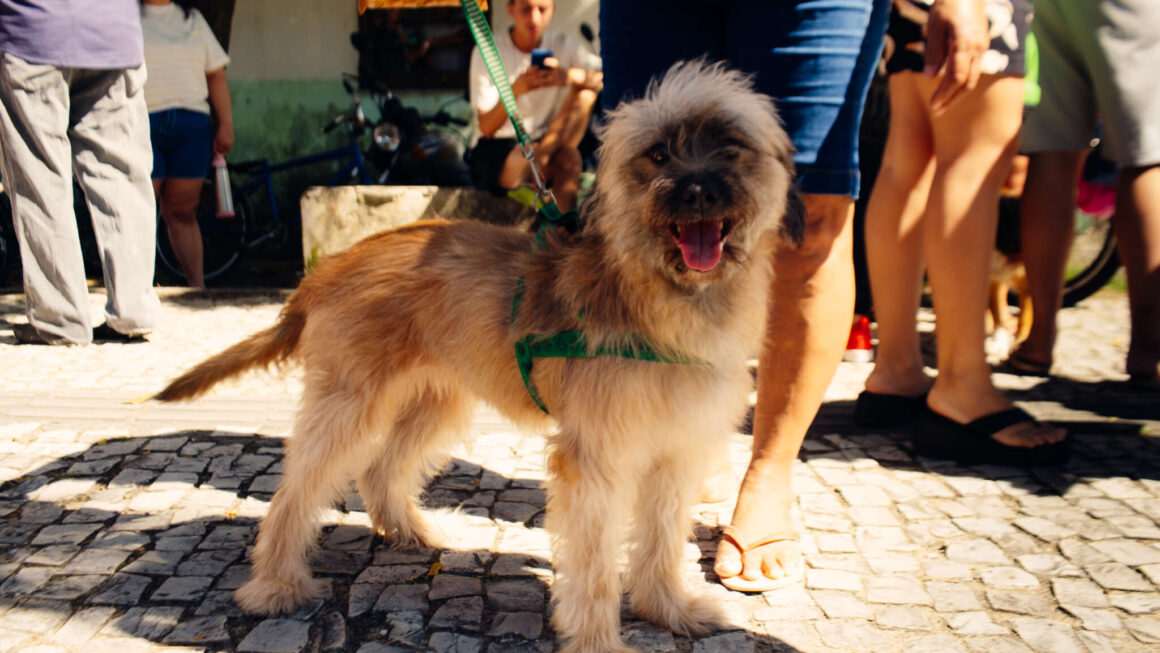 O programa Pet Ceará Móvel, iniciativa do Governo do Ceará voltada à saúde e ao bem-estar animal, alcançou a marca de 10 mil castrações realizadas em apenas 3 meses