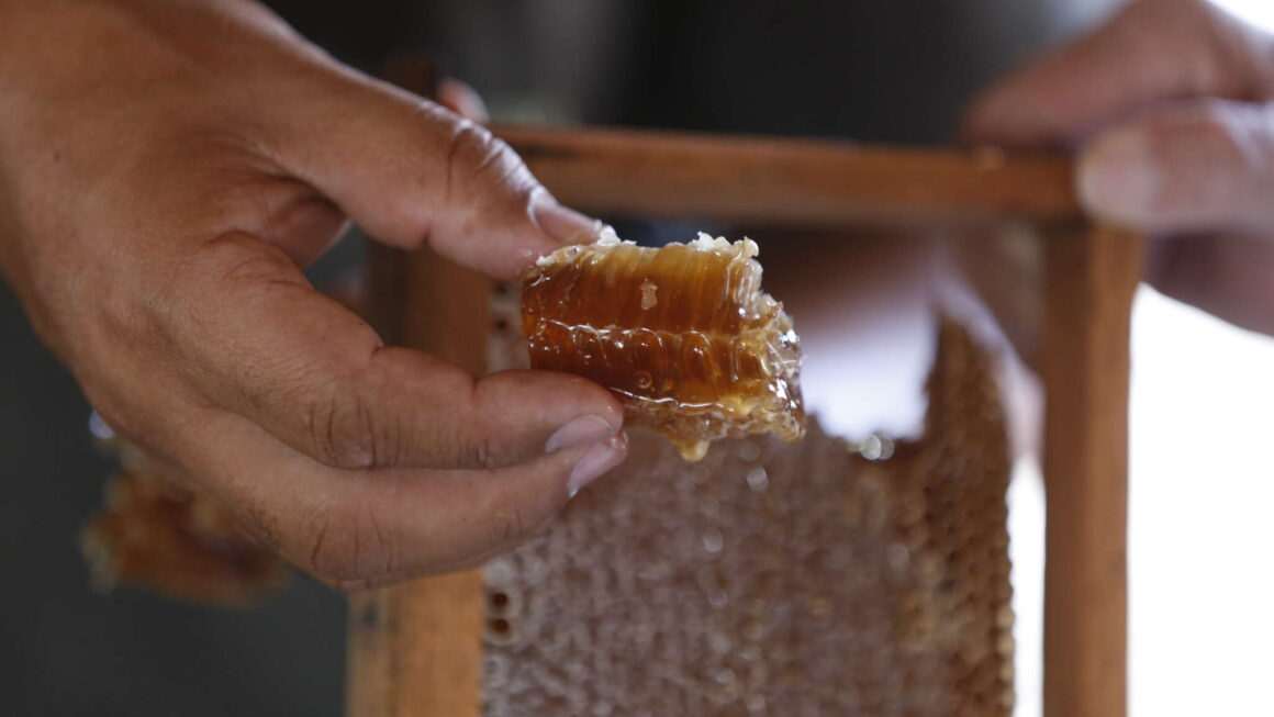 Mel produzido no Ceará cresce 241,09% de 2017 a 2024