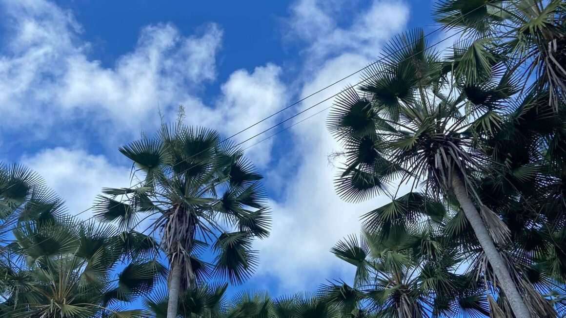 Exportações de Cera de Carnaúba Disparam! Crescimento de 70% e China Lidera Compras