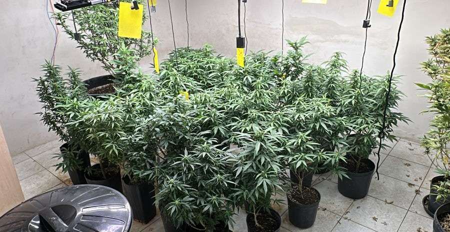 LABORATÓRIO DE MACONHA É DESMANTELADO PELA POLÍCIA CIVIL DO CEARÁ EM FORTALEZA: 4 PRESOS