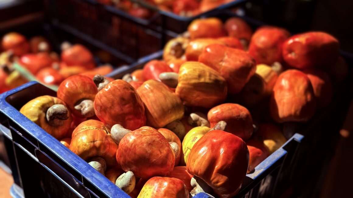 Festival CajuMel celebra 10ª edição com gastronomia, cultura e força do agro em Ocara