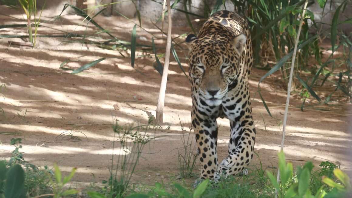 Dia das Crianças: Parque Zoobotânico de Fortaleza terá abertura especial nesta segunda-feira (12) com atrações para a garotada